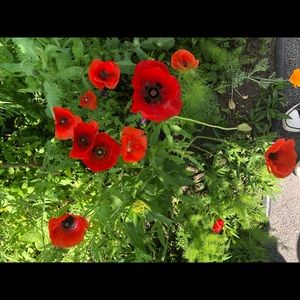 Meet your Posher, Joanne